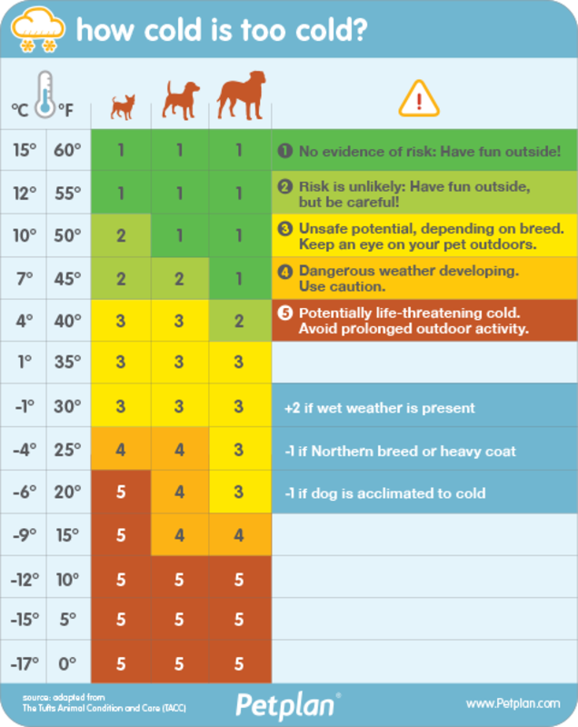 how cold is too cold? TAILS UP PET CARE